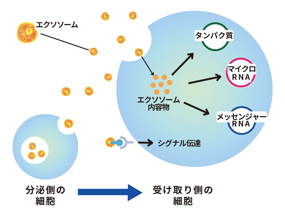 エクソソーム療法