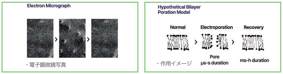 エレクトロポレーションとは